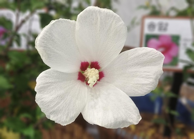 무궁화대훈장 관련 이미지 3