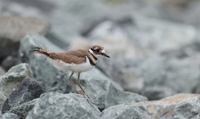 드랙퀸 지반 관련 이미지 2