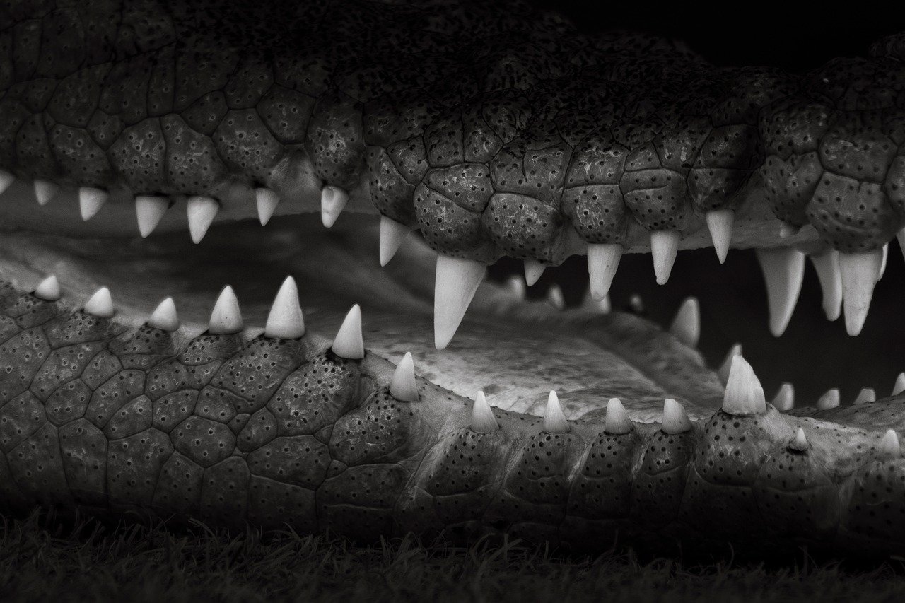 슈퍼스타 브랜드파워 투표