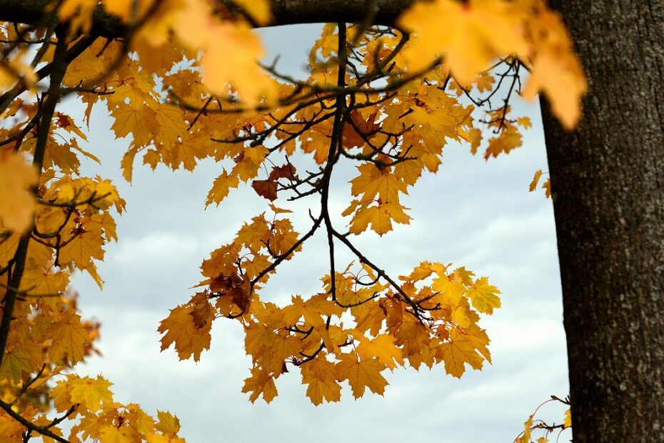 메이플 초성퀴즈 재미있게 즐기는 방법 알아보자