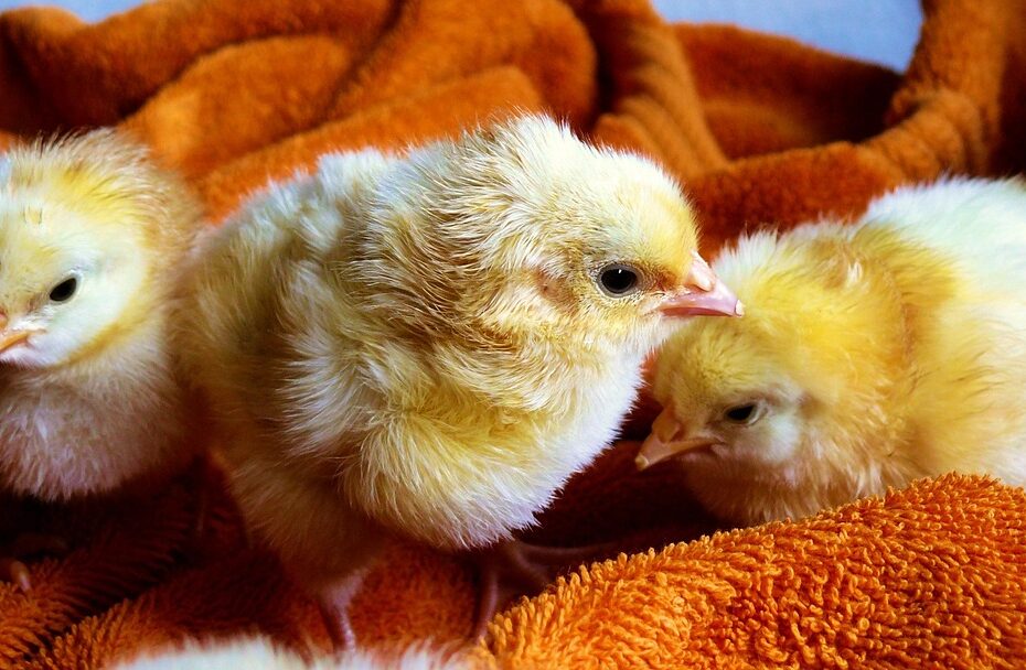 올리브영 재고조회 꿀팁 알아보자